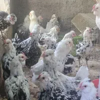 تخم نطفه دارگلین وگلین لری