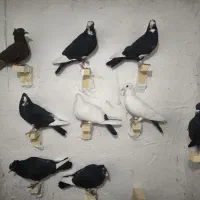 نر پلنگ|پرنده|بافت, |دیوار