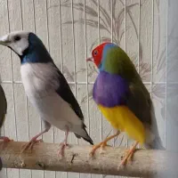 فنچ گلدین آبی و سبز کلکسیونی