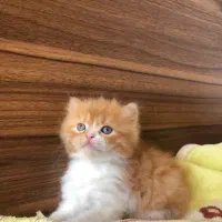 گربه پرشین|گربه|محمودآباد, |دیوار