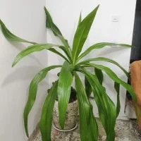 گل سوسن عنکبوتی