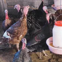 آگهی فروش بوقلمون برنز و بوربون|حیوانات مزرعه|میانه, |دیوار