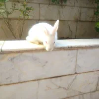 واگذاری بچه خرگوش خونگی و دستی