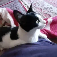 گربه|گربه|سنندج, |دیوار