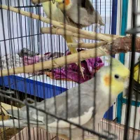 3عدد عروس هلندی لوتینو. نروماده کاملا دستی|پرنده|گرمسار, |دیوار