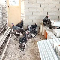 بوقلمون|حیوانات مزرعه|شهریار, کهنز|دیوار