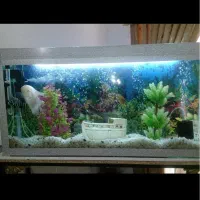 اکواریوم|ماهی|رفسنجان, |دیوار