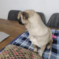 سگ پیدا شده اشپیتز