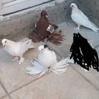 کبوتر ـ. پرنده معاوضه دارم با ساری ابلاغ ارکح