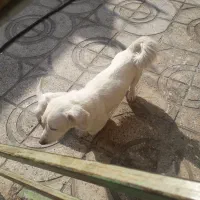 واگذاری سگ پاکوتا|سگ|شهریار, دهشاد بالا|دیوار