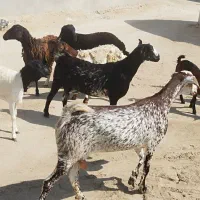 کهره نزار|حیوانات مزرعه|قشم, |دیوار