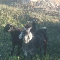دوعددبزدودندان با بچه بزرگ