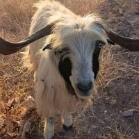 نربز فروشی
