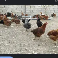 فروش مرغ محلی