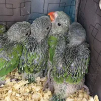 جوجه سرلاکی ملنگو (زیر قیمت همه جا) کاسکو شاه طوطی