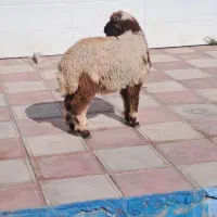بره نر بشرط سالم برماه محرم