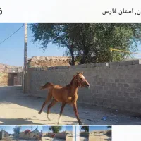 اسب چاپار زات دار