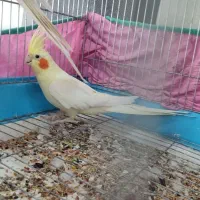 عروس هلندی لوتینو نر(بندر دیر )