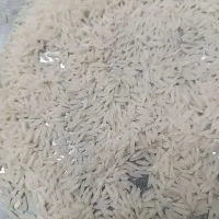 برنج هاشمی درجه ۱ ارگانیک بدون هیچ گونه سم