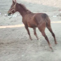 فروشی چهارباغ کرج