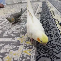 یک جفت عروس هلندی|پرنده|گرگان, |دیوار