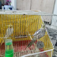 عروس هلندی مرغ عشق فنچ