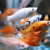 انواع ماهی زینتی|ماهی|مشهد, حسابی جنوبی (شهرک غرب)|دیوار