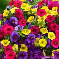 گلهای فصلی گیاهان بیرونی برگ بو