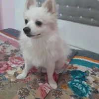 واگذاری سگ پامر اشپیدز