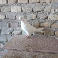 کفترپرشی صاف پروبازیکن(همراه باارسال)|حراج|اشکذر, |دیوار