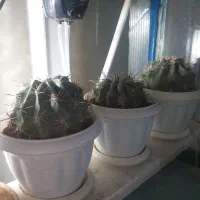 هفت عدد کاکتوس بزرگ‌