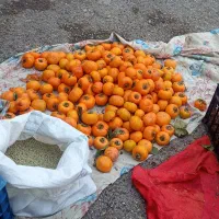 خرمالو تازه شمال ازگیل