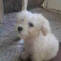 حیوان خانگی