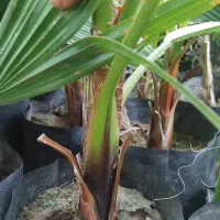 پالم واشنگتن تنه قرمز