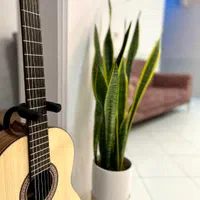 آموزش گیتار کلاسیک و گیتار الکتریک از صفر تا صد|خدمات آموزشی|یزد, |دیوار