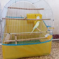 فنج و مرغ عشق