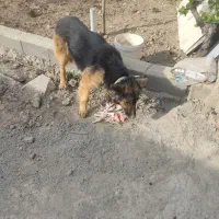 سگ ماده ژرمن  زیر قیمت فقط۵