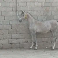 کره دوسر|اسب و تجهیزات اسب‌سواری|تهران, شهرک شریعتی|دیوار