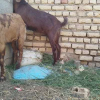 2 راس کولار بزغاله پاکستانی