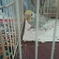 مرغ عشق|پرنده|اسفراین, |دیوار