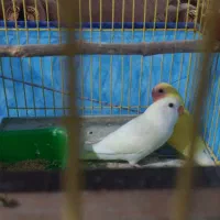 طوطی کوتوله|پرنده|نهاوند, |دیوار