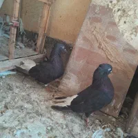 اشعل سیاه|پرنده|بندر ماهشهر, |دیوار