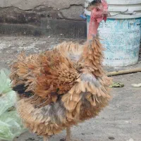 ۳تا مرغ تخمگذار