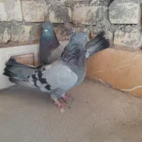 نروماده سبزاصفهانی|پرنده|حبیب آباد, |دیوار