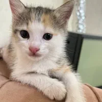 واگذاری فوری رایگان گربه|گربه|رشت, جهاد|دیوار