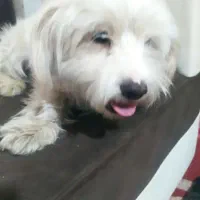 فروشی|سگ|همدان, |دیوار