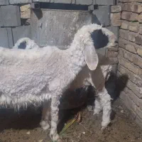 میش جوان لتکی و بره نر بزرگ لتکی