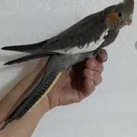 عروس هلندی توجه