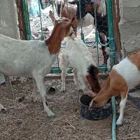 مرغ و خروس لاری کهره