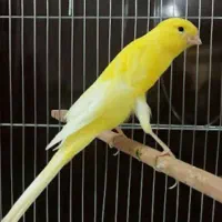 قناری دستی جنوب بازیگوش خرمایی